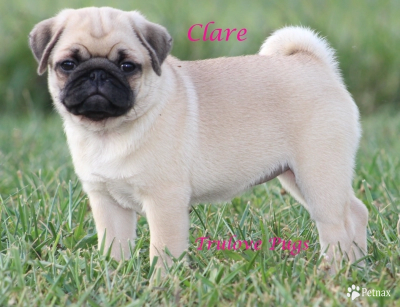 Clare Pug