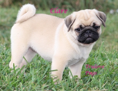 Clare Clare Pug