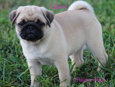 Clare Clare Pug