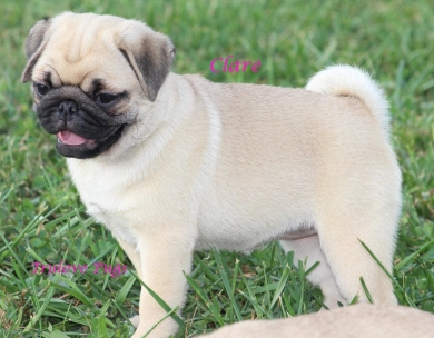Clare Clare Pug
