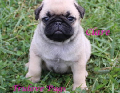 Clare Clare Pug
