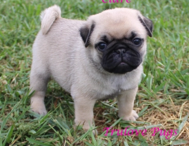 Clare Clare Pug
