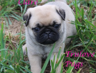 Clare Clare Pug