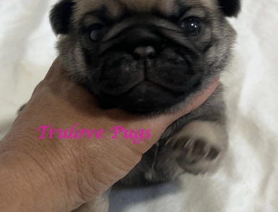 Female #4 Female #4 Pug