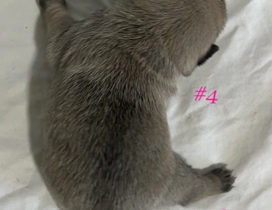 Female #4 Female #4 Pug