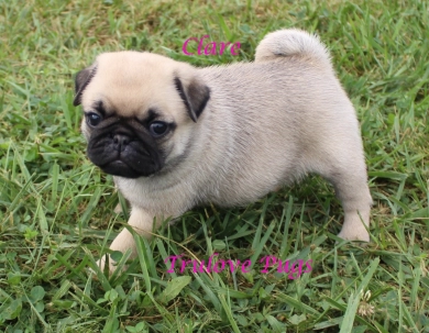 Clare Clare Pug