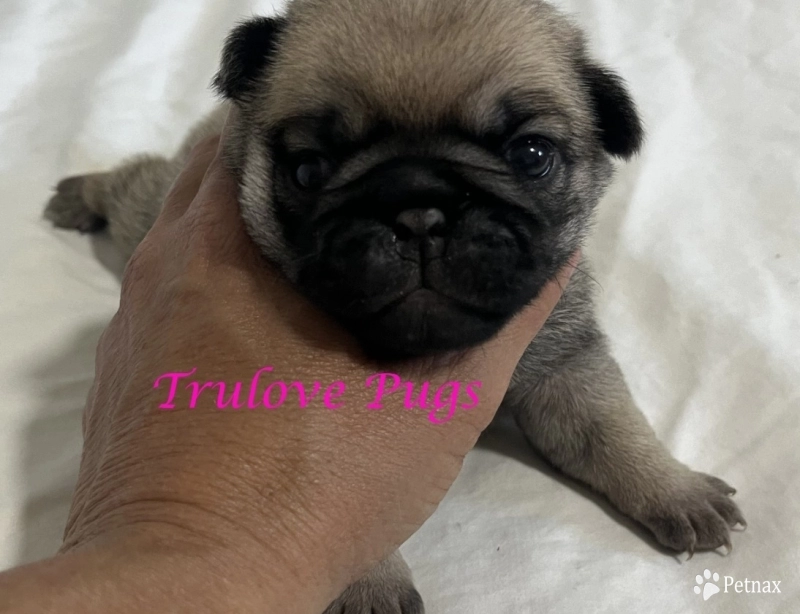 Female #4 Pug