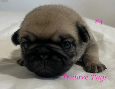Female #4 Female #4 Pug