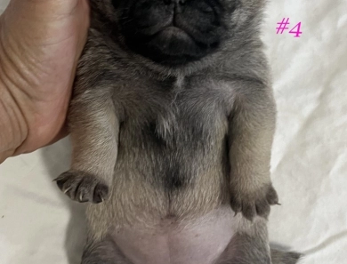 Female #4 Female #4 Pug
