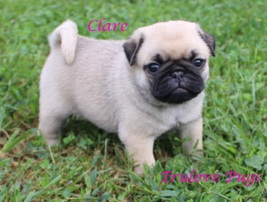 Clare Clare Pug