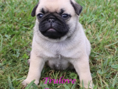 Clare Clare Pug