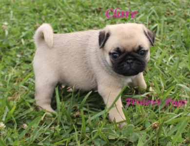 Clare Clare Pug