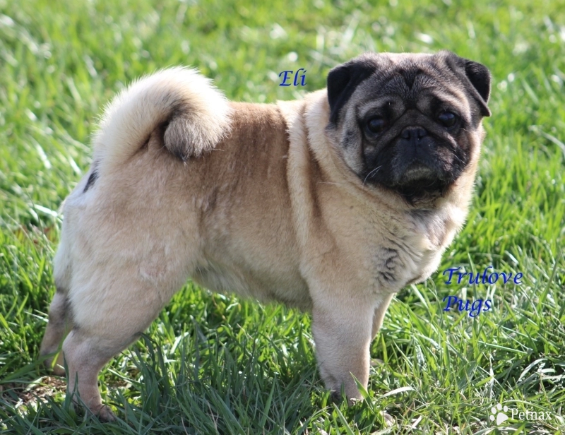 Eli Pug