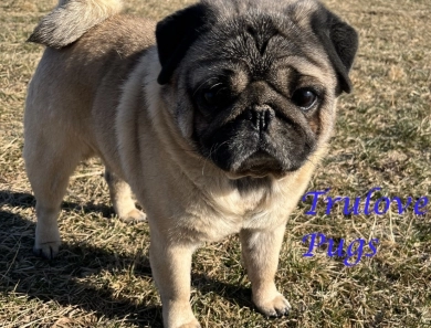 Eli Eli Pug