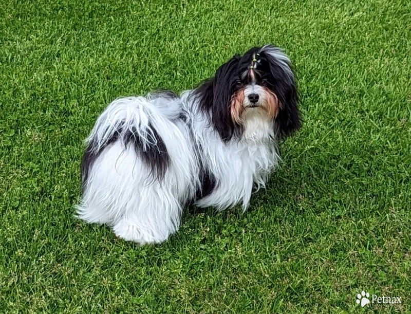 CONFETTI Havanese