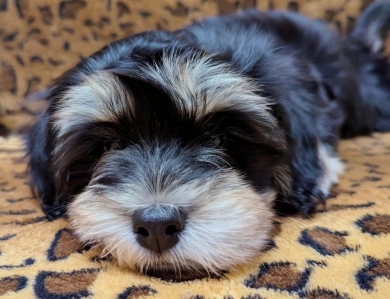 MIDNIGHT MIDNIGHT Havanese