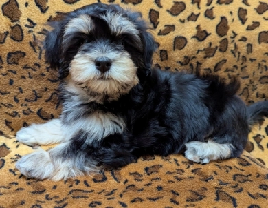 MIDNIGHT MIDNIGHT Havanese