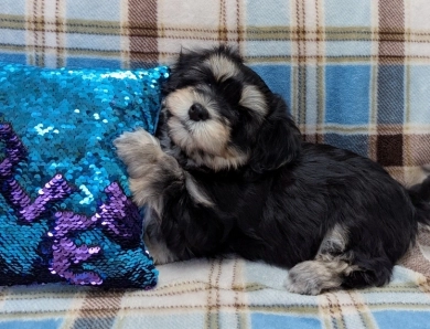 MIDNIGHT Havanese