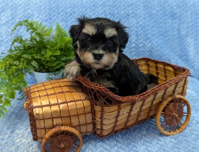 MIDNIGHT MIDNIGHT Havanese