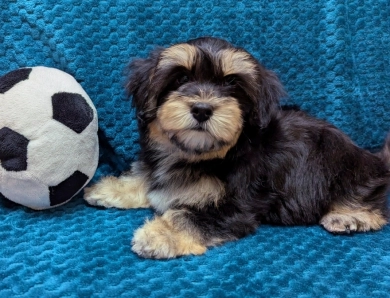 MIDNIGHT MIDNIGHT Havanese