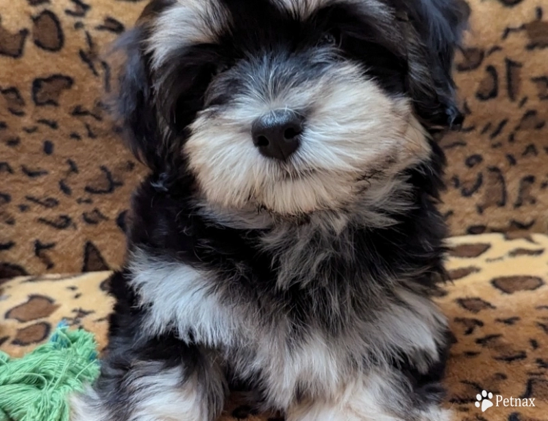 MIDNIGHT Havanese
