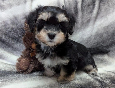 MIDNIGHT Havanese