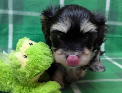 MIDNIGHT Havanese