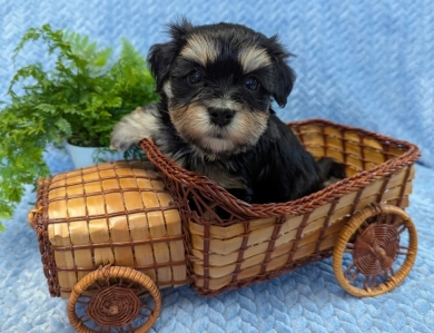 MIDNIGHT MIDNIGHT Havanese