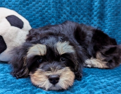 MIDNIGHT MIDNIGHT Havanese