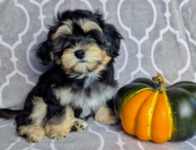 MIDNIGHT MIDNIGHT Havanese