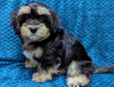 MIDNIGHT MIDNIGHT Havanese