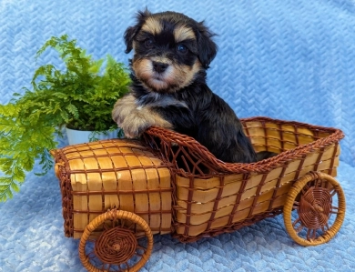 MIDNIGHT MIDNIGHT Havanese