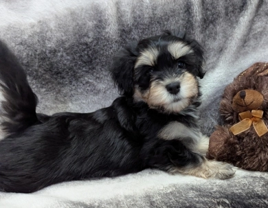 MIDNIGHT Havanese