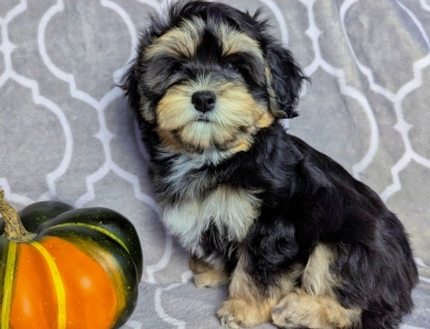 MIDNIGHT MIDNIGHT Havanese