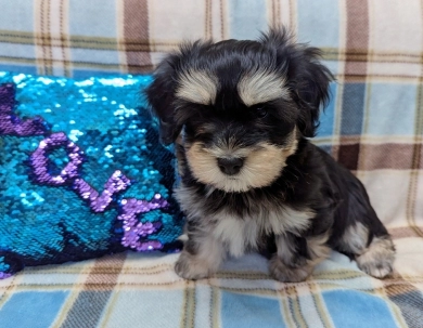 MIDNIGHT Havanese