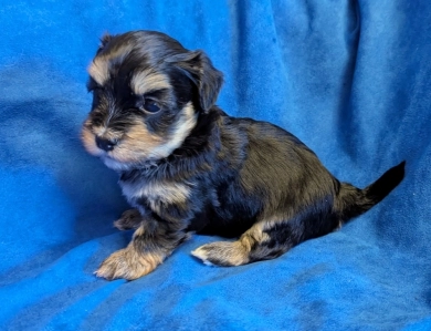 MIDNIGHT MIDNIGHT Havanese