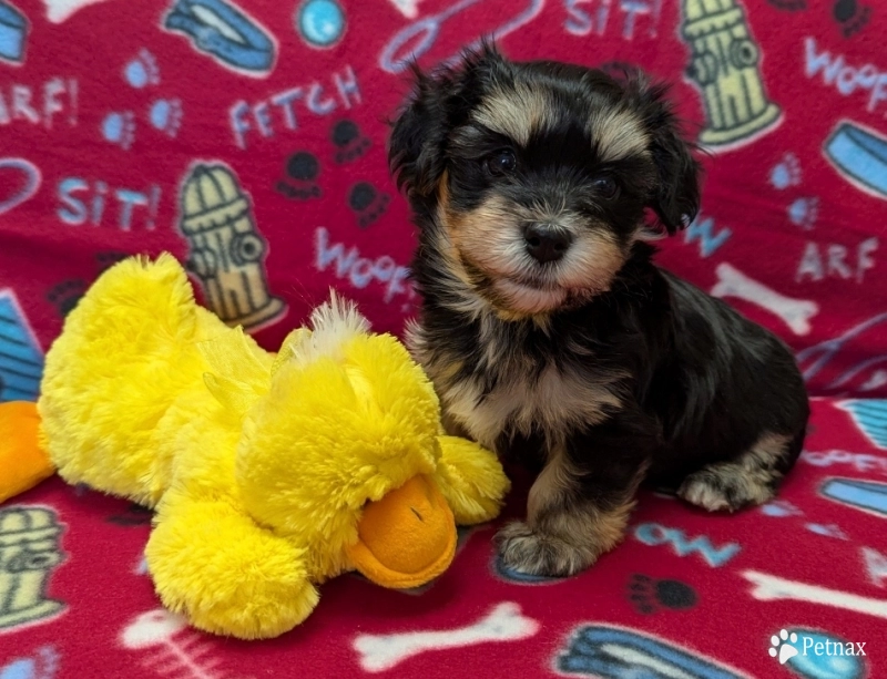 MIDNIGHT Havanese