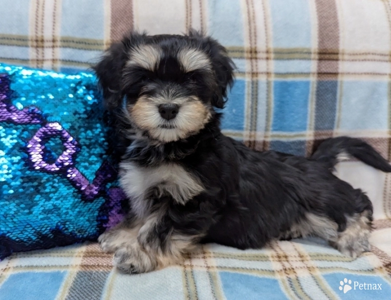 MIDNIGHT Havanese