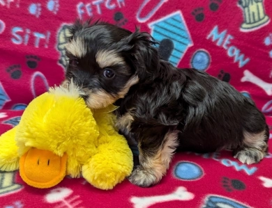 MIDNIGHT MIDNIGHT Havanese