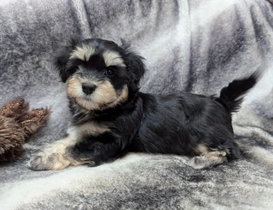 MIDNIGHT Havanese