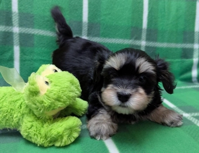 MIDNIGHT Havanese