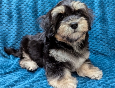 MIDNIGHT MIDNIGHT Havanese