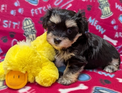 MIDNIGHT MIDNIGHT Havanese