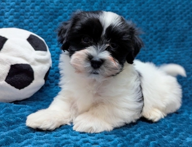 DICE DICE Havanese