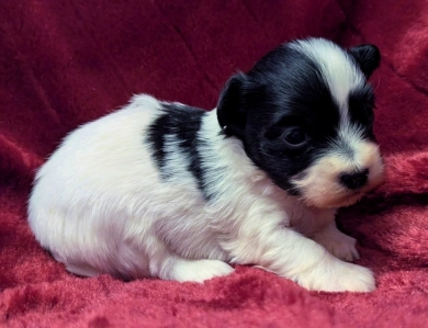 DICE DICE Havanese