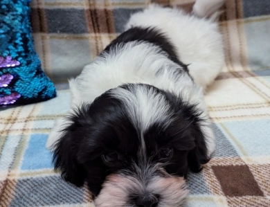 DICE Havanese