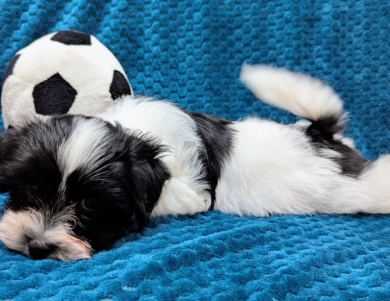 DICE DICE Havanese