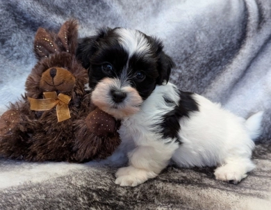 DICE Havanese