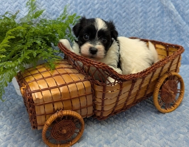 DICE DICE Havanese