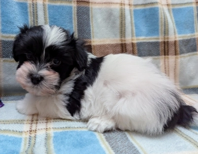 DICE Havanese